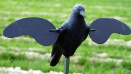 Balaban MOJO Crow - Cuervo