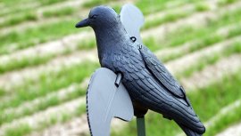 Balaban MOJO Crow - Cuervo