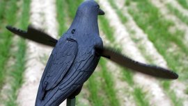Balaban MOJO Crow - Cuervo