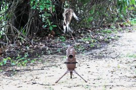 Balabán MOJO Critter 2 - Tvor