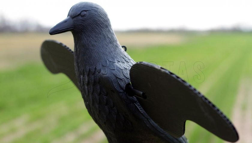 Balaban MOJO Crow - Cuervo