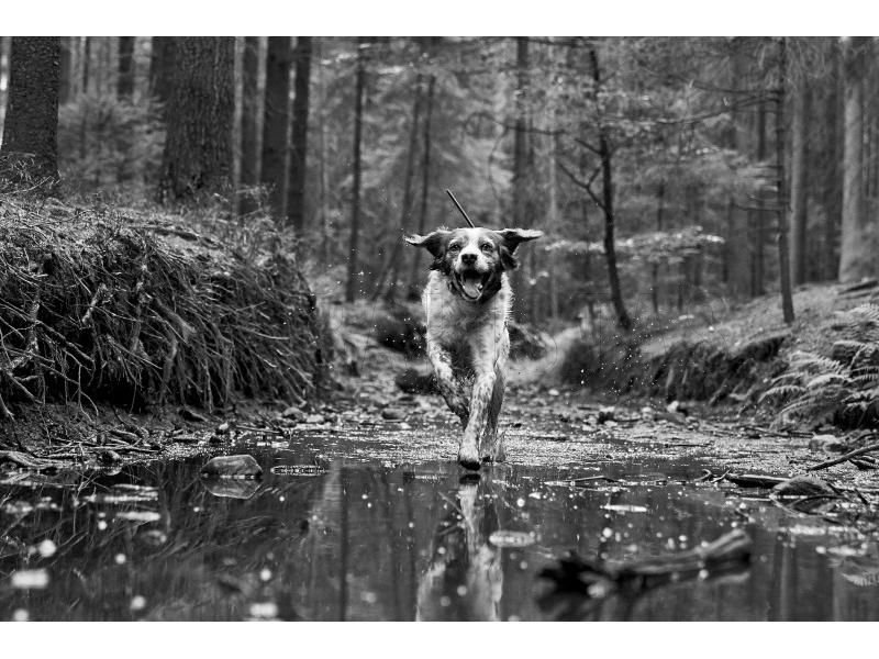 Localizador GPS Dogtrace DOG GPS X30T